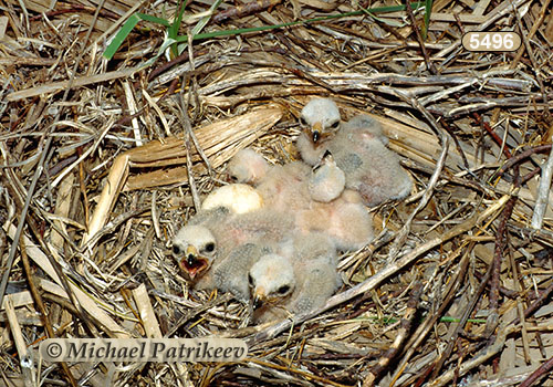 Northern Harrier (Circus hudsonius)